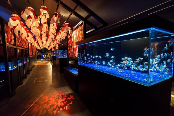在連串金魚燈籠下漫步，體驗江戶時代的夏日氣氛。（圖片來源：Sumida_Aquarium@twitter） 