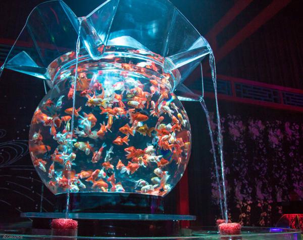無數金魚在精心設計的大魚缸內浮游，五光十色非常夢幻！（圖片來源：nc07_000001@twitter）
