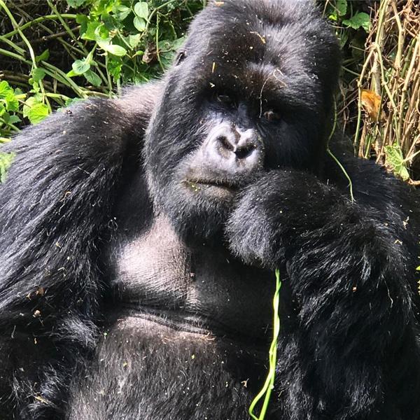 盧旺達共和國位於非洲中部和東部，在剛果民主共和國旁，是全球兩個僅有安全又能夠近距離看到山地大猩猩的國家之一。山地大猩猩更於 2008 年被美國網站 livescience 評為全球十大最瀕危的稀有動物