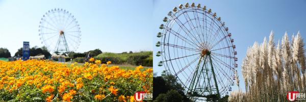 摩天輪是公園地標，從不同角度拍不同的花，都可以以摩天輪為背景。