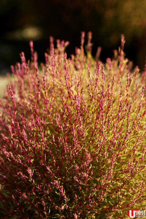 掃帚草名學名為 Kochia scoparia，又稱地膚子，歐亞地區均有生長，又是一至二年生植物，整棵都是綠色，秋天開始會轉紅。