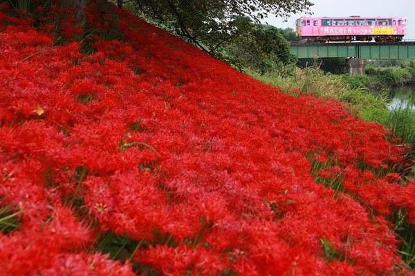 岐阜県的樽見鉄道附近也有花田，不過規模及賞花方便程度，當然不及埼玉縣巾着田曼珠沙華公園。（sumihiroshi@IG）