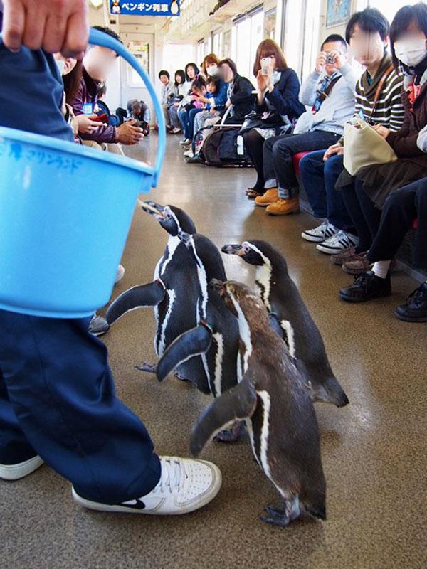 志摩 Marineland 水族館的飼養員伴隨企鵝出場。（相：フォト蔵）