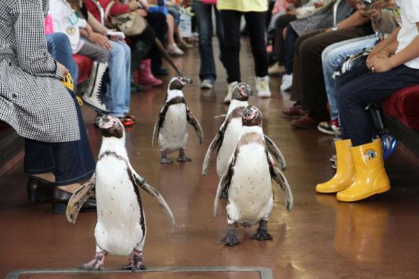 企鵝在列車上四圍行，但乘客不可觸碰牠們啊。（相：colocal.jp）
