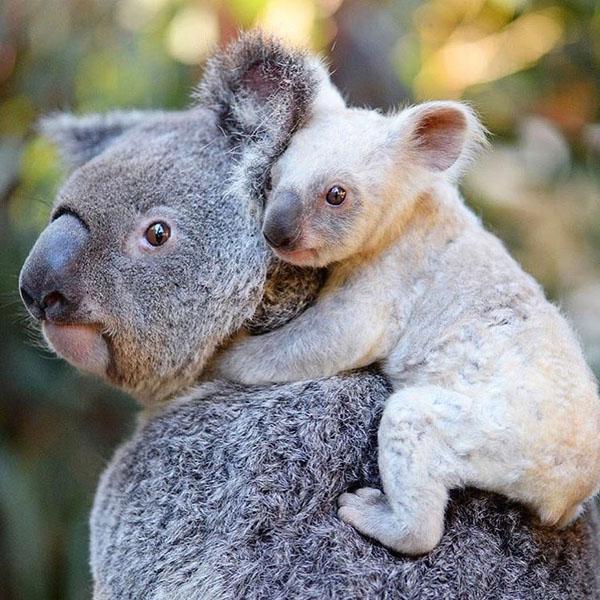 位於 Sunshine Coast 的澳洲動物園有一隻白色樹熊  Joey ，出生至今約 7 個月大，而牠白色的毛髮是遺傳自媽媽 Tia 的，原因是 Tia 擁有白色毛髮的隱性基因，以致牠雖然是灰色，