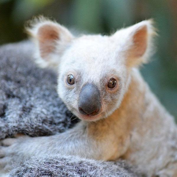 澳洲動物園野生動物醫院主任 Rosie Booth 指，若白色樹熊是野生，將會十分危險，因為好容易被天敵發現。（圖：scroll_in @IG）