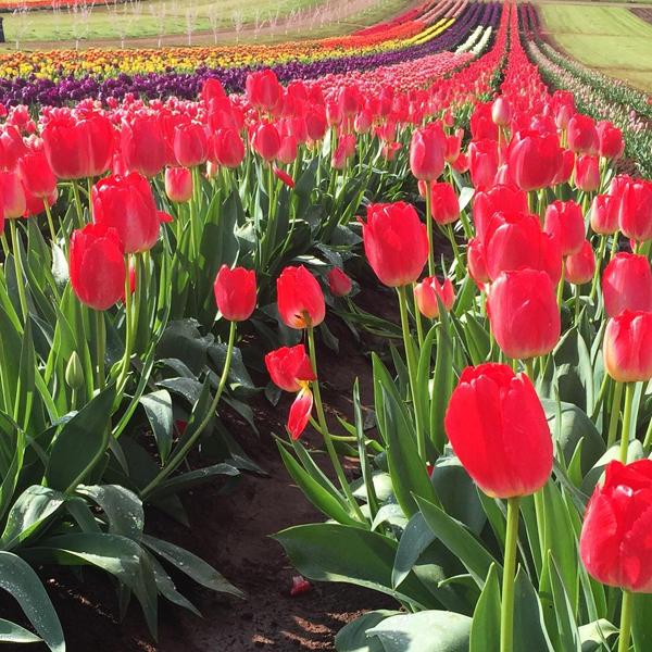 今年的 Tesselaar Tulip Festival 已經舉行至第 64 屆，現場花海佔地 25 公頃，共有 130 個品種共 90 萬朵鬱金香，龍友們有排影。（相：tesselaar_tulip