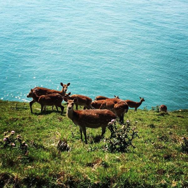 台灣 大坵島 追蹤過百隻野生梅花鹿