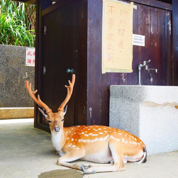 點解台灣無端端有個「鹿島」？其實呢個位於台灣馬祖北竿以北約 200 公尺的「大坵島」，本來有數十戶居民居住，不過因為交通問題相繼遷走，而 1996 年國軍撤離後，呢個島就變成無人島，而島上的梅花鹿，有