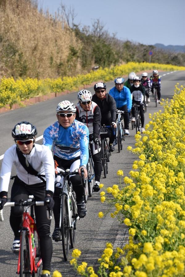 房總半島油菜花時，都會吸引大量遊客來單車遊。（相：Sports Camp Japan）