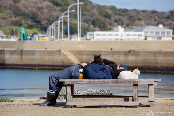 日本 6 個動物控必愛景點 探羊駝、搵貓貓！