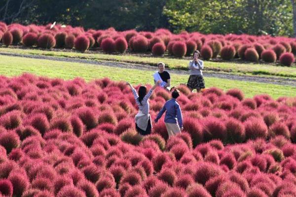 日本 5 大掃帚草熱點！入秋必睇紅色波波球 
