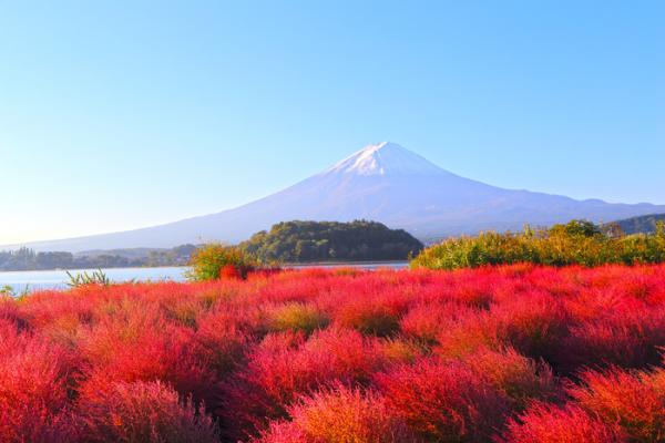 圖：富士山麓と湖の住人
