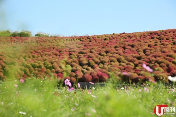 公園面積達 200 公頃，除咗最搶眼的紅色掃帚草，10 月同樣有大波斯菊、蒿麥花、芒草和玫瑰花。大波斯菊正正生長在掃帚草山腳，顏色好粉嫩。