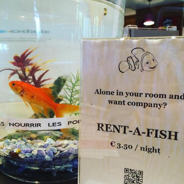 一張有小丑魚 Nemo 圖案並配有「Alone in your room and want company？ Rent a fish」的牌放了在reception。（圖：birgitkoopsen @