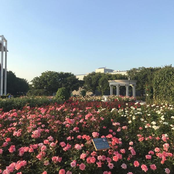 首爾奧林匹克公園 9 月有花海！ 波斯菊、玫瑰同時盛開