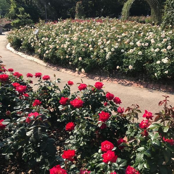 玫瑰園內有不同顏色、不同品種的玫瑰花。（圖：jjinnystagram @ig）