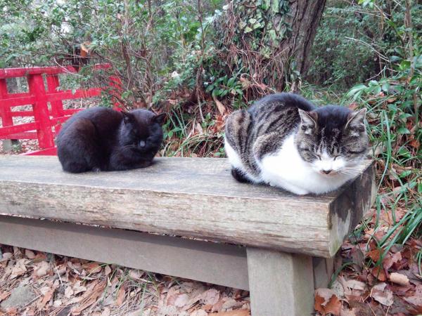 日本  6 大最萌貓神社 東京 兩間貓奴去過未？