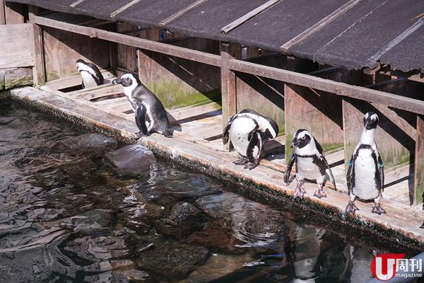 企鵝們的小天地，牠們經常聯群結隊生活。