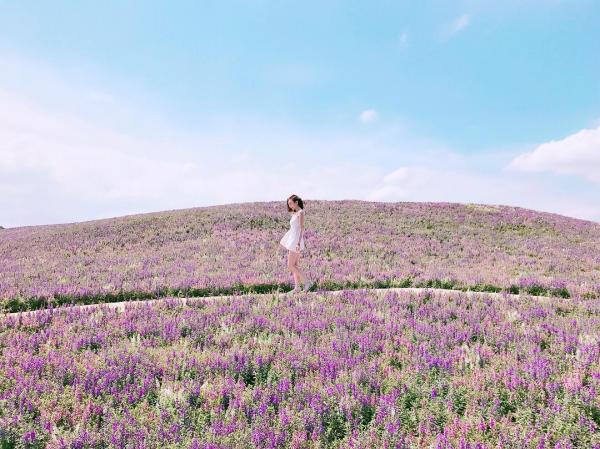 近日在 Instagram 上洗版的粉紫色花海，原來離市區不遠，位於台北士林區蜆仔港公園旁，由芝山捷運站出發只需約 15 分鐘步程。（圖︰jenny__ou @IG）