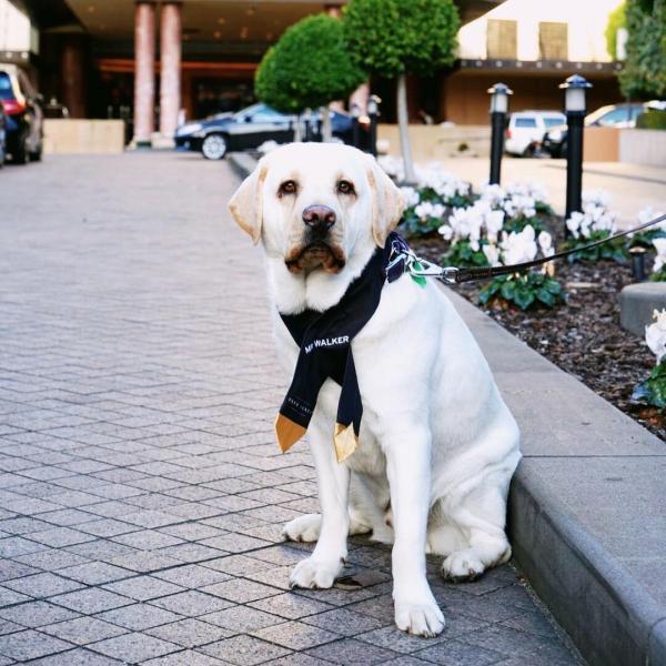 墨爾本酒店 Park Hyatt Melbourne 於 9 月初「聘請」拉布拉多犬 Mr Walker 當酒店的狗仔大使（Canine Ambassador），主要負責接待大堂的客人，以及出席在酒店