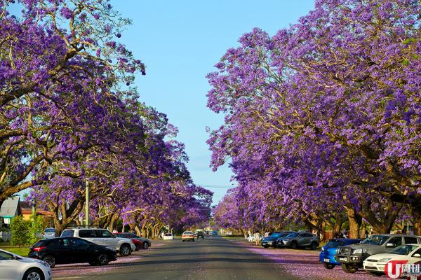 澳洲 11 月賞花路線 漫步藍花楹紫藍隧道 