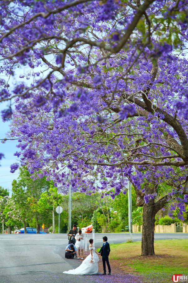 澳洲 11 月賞花路線 漫步藍花楹紫藍隧道 