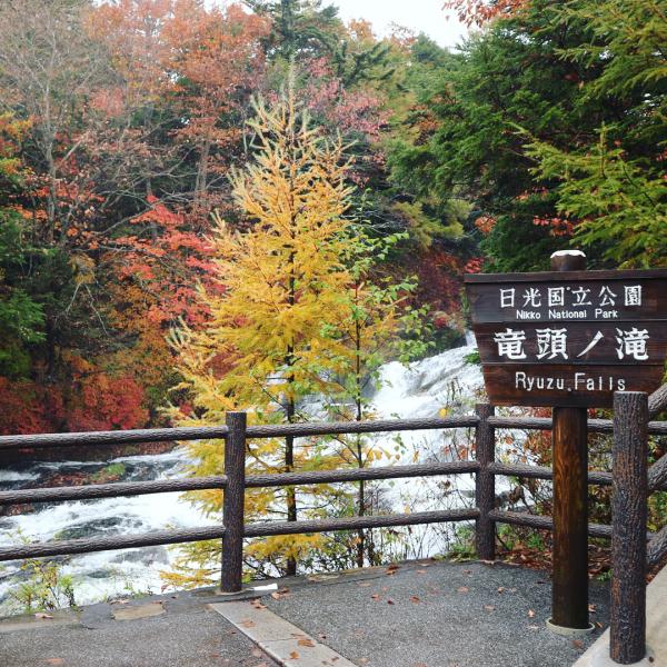 龍頭瀑布是由戰場原流往中禪寺湖的瀑布，全長 210 米，闊約 10 米。（bayashi117@IG）