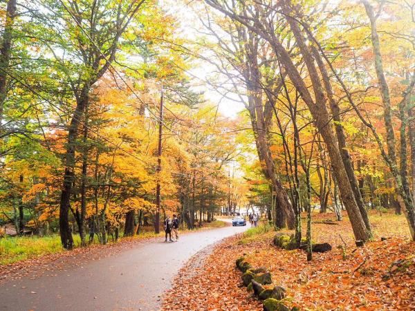 就算只做個路人甲，路過步道，都被黃葉並木包圍。（yukistagram19@IG）