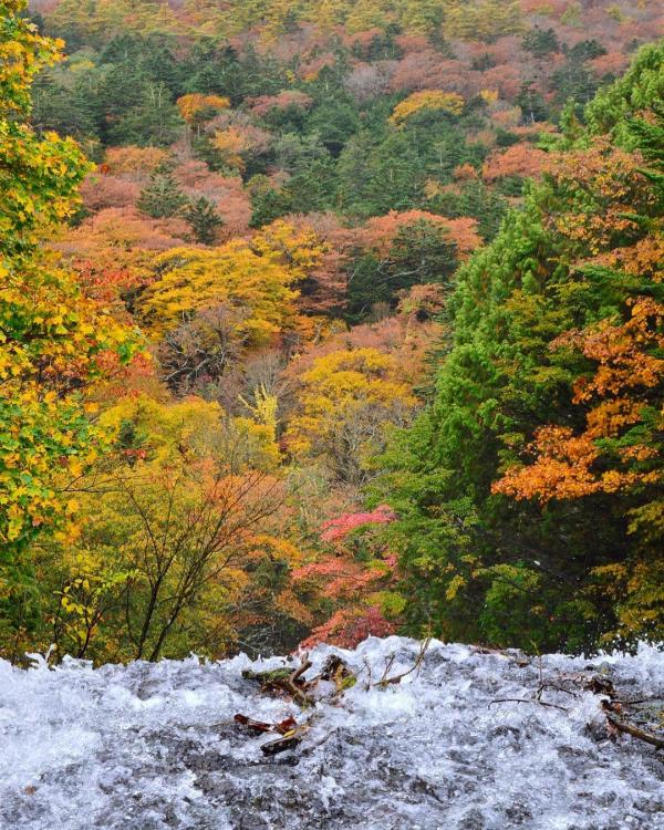在湯之湖南面流落山的瀑布，落差 50 米、闊度 25 米。（nobuhiko_nagaoka@IG）