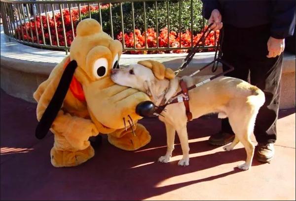 美國迪士尼酒店歡迎狗隻入住 帶埋愛犬暢遊迪士尼