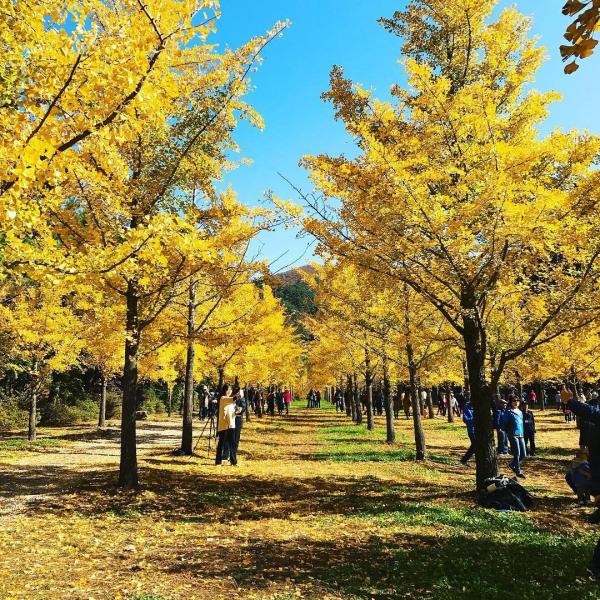 用愛築成洪川銀杏林 韓國獨特三色秋景 