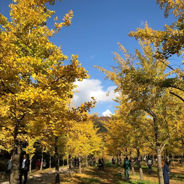 由私人經營的洪川銀杏林，並不是一年四季都對外開放，只會在銀杏變黃的 10 月時，與大眾分享這秋季美景。（圖：kang_heeeun @ig）