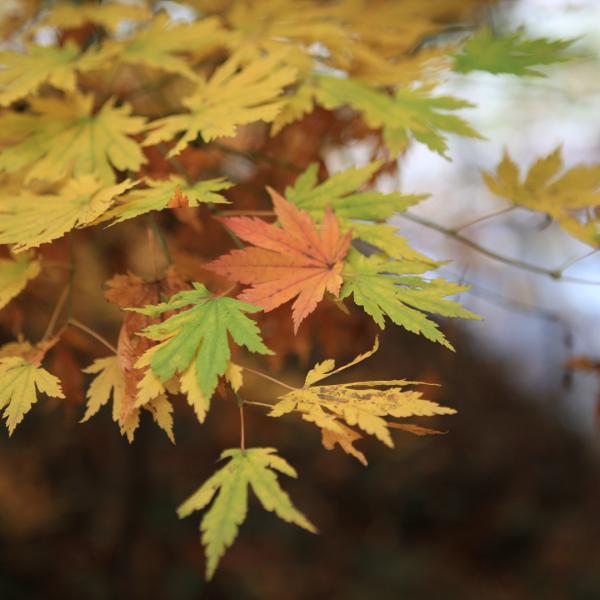 提到秋景，又怎能不提楓葉呢？韓國郊外能夠輕易找到楓葉。（圖：jung_ho_sang_t.02.6207.4568 @ig）