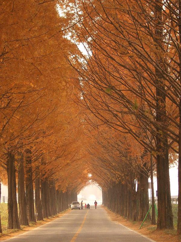 秋天的水杉路染上橙紅色，靚到有點夢幻感覺。