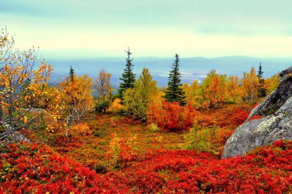 要欣賞最美的 ruska 景色，可以考慮到 Lapland！（圖：greentourism.fi）