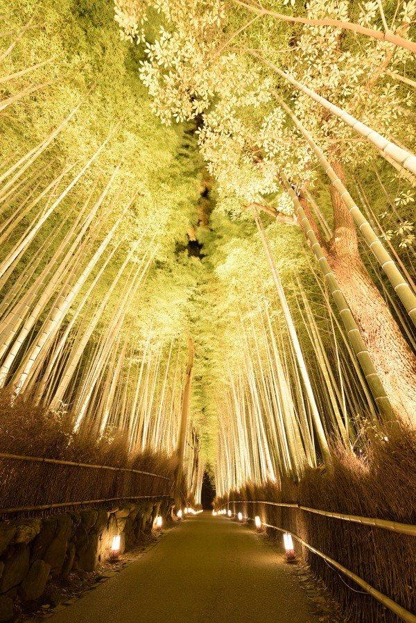 竹林小徑迷人燈景