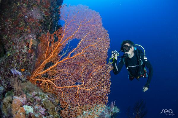 在北馬里環礁，潛水會發現魔鬼魚和繽紛珊瑚。
