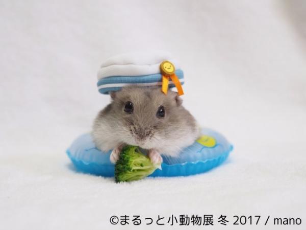 倉鼠、松鼠和刺猬仔出動賣萌！ 東京小動物寫真展11月下旬登場