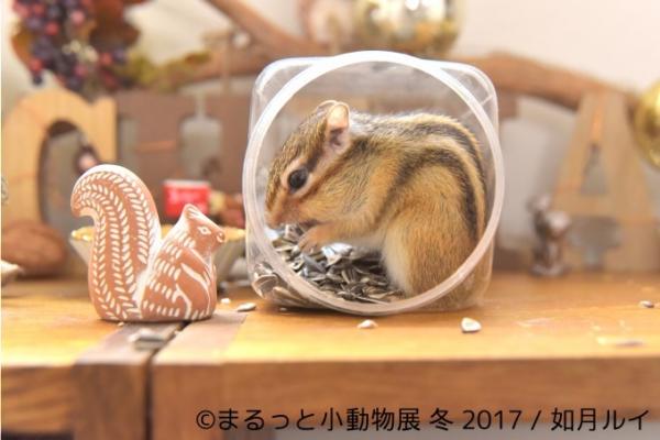 倉鼠、松鼠和刺猬仔出動賣萌！ 東京小動物寫真展11月下旬登場