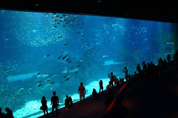 世界最大的水族館S.E.A. Aquarium，賣點之一是這超巨型銀幕。