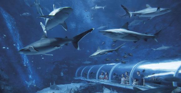 S.E.A. Aquarium另一賣點是這「鯊魚隧道」。