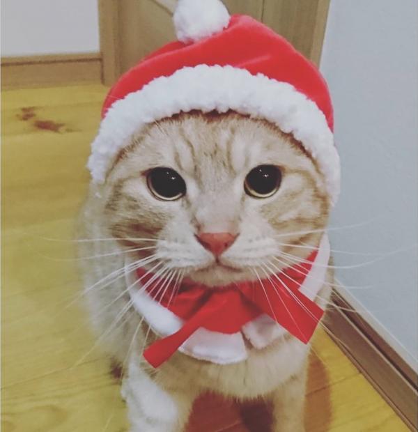 日本勁得意聖誕裝  聖誕老喵專屬 