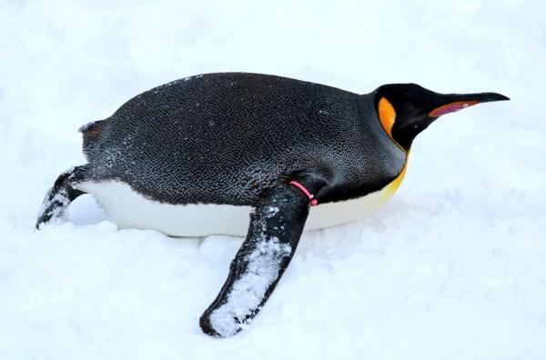 一班國王企鵝與巴布亞企鵝們係500米雪地上，慢慢散步30至40分鐘左右，有啲企鵝仔仲會表演「破冰向前衝」，好可愛！