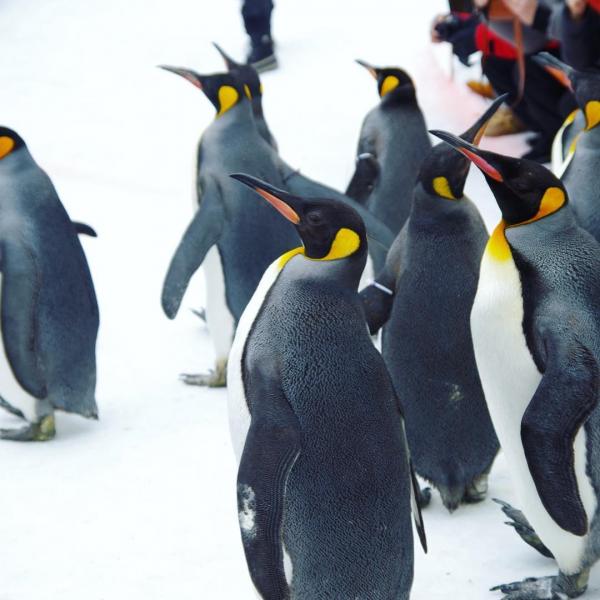 冬日限定！旭山動物園企鵝排排企雪地散步 