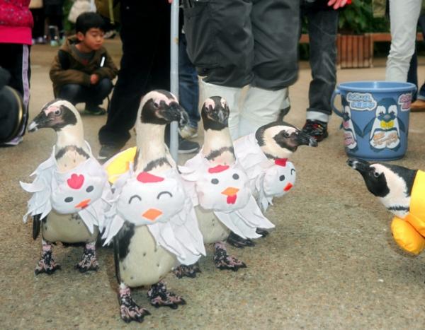 一群出生於松江花鳥園的非洲企鵝，因應唔同節日著上特別服飾  同你一齊散步，超級可愛！