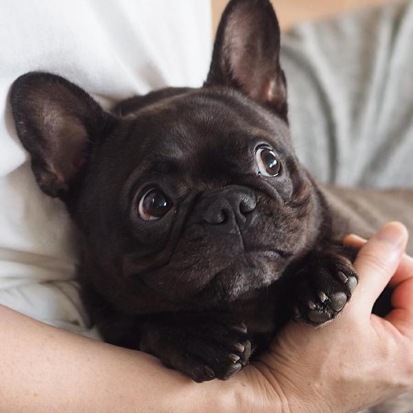 可愛滿分！扁鼻狗狗寫真展移師名古屋舉辦 