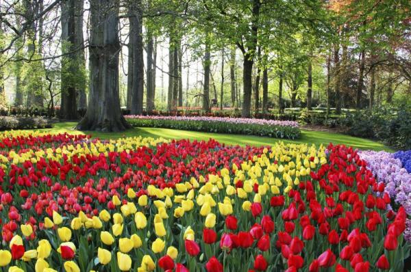 另外，每年三至五月是荷蘭國花「鬱金香」的開花期，你可以在庫肯霍夫公園（Keukenhof）欣賞到近千種以鬱金香為首的不同花卉，又或漫步於一大片花田之中。
