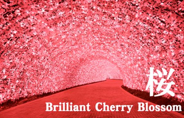 「光之隧道」足有 200 米長，自 2006 年初登場就大受歡迎，事關採燈絲燈泡設計，影相美極。而且每年都會有不同的主色變化，今年會幻化成粉紅色的櫻之隧道。