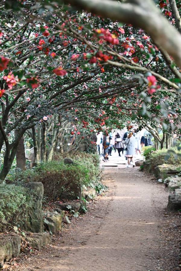 Camellia Hill 最有標誌性的場景一定是這條由花樹自然形成的拱道。